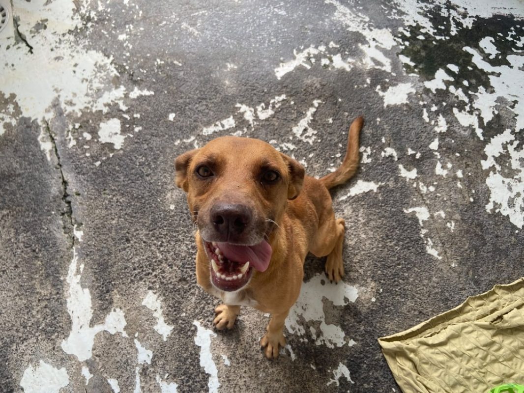 Mephisto - Chien à adopter