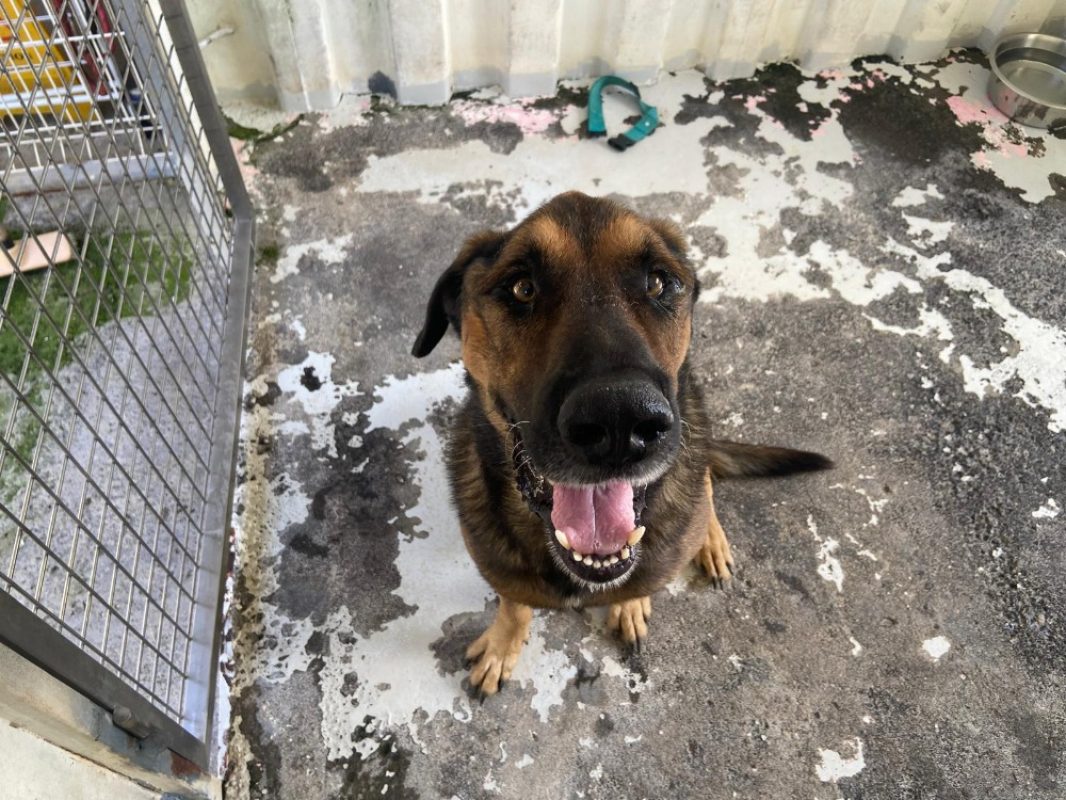 Rox - Chien à adopter