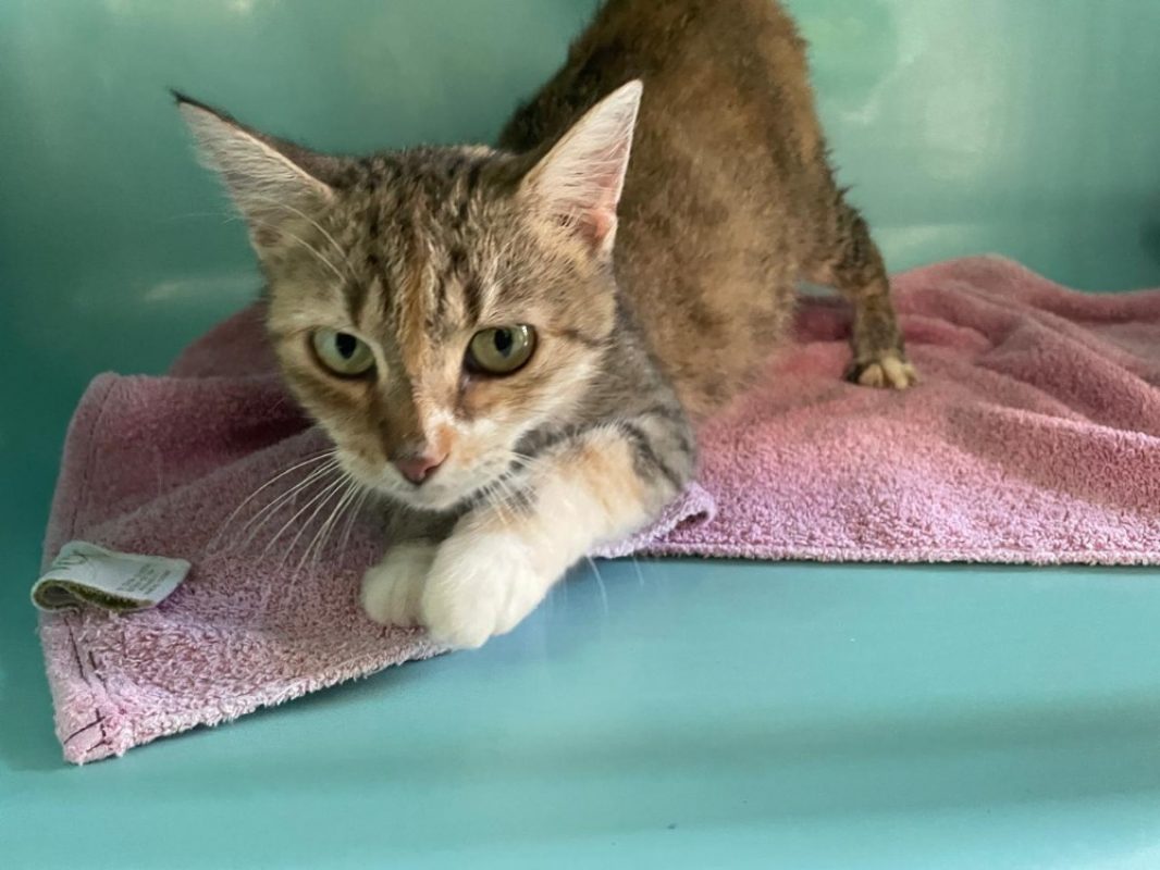 Kali - Chat Européen à adopter