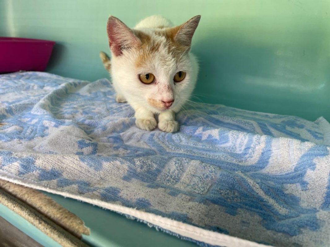 Chimere - Chat Européen à adopter
