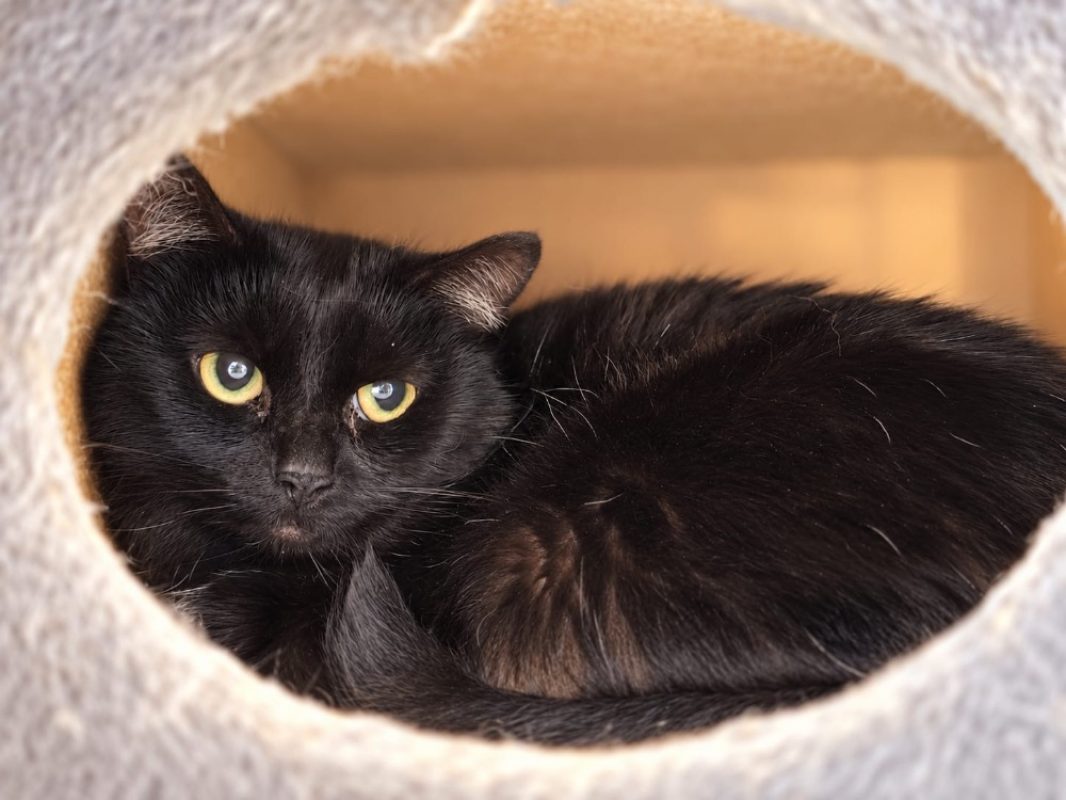 Lindsay - Chat Européen à adopter
