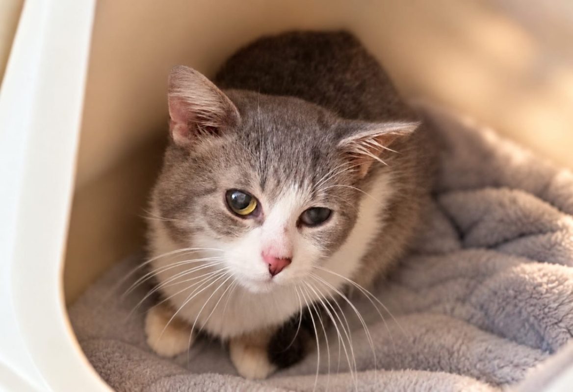 Milton - Chat Européen à adopter