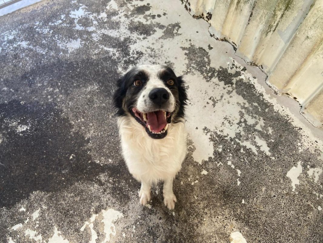 Talion - Chien à adopter