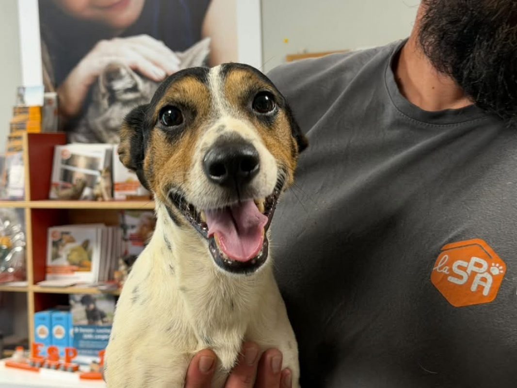 Balou - Chien à adopter