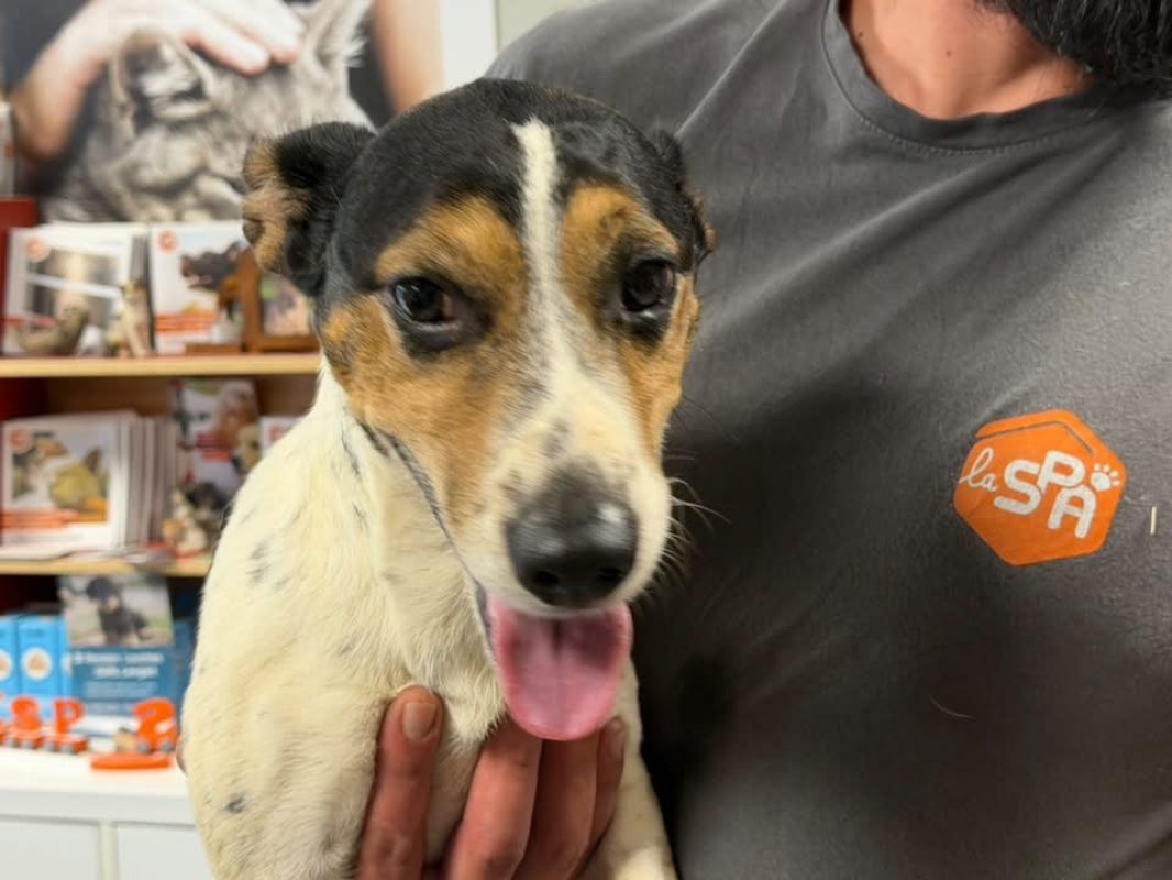 Balou - Chien à adopter - photo 2
