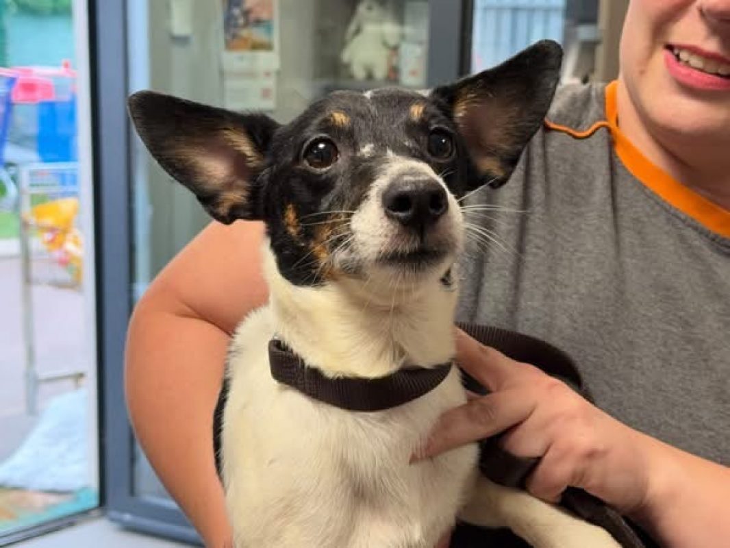 Ch nain - Chien à adopter