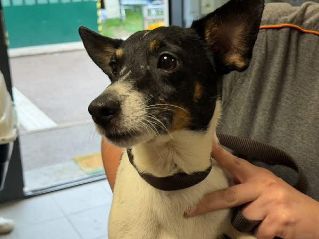 Ch nain - Chien à adopter - photo 2