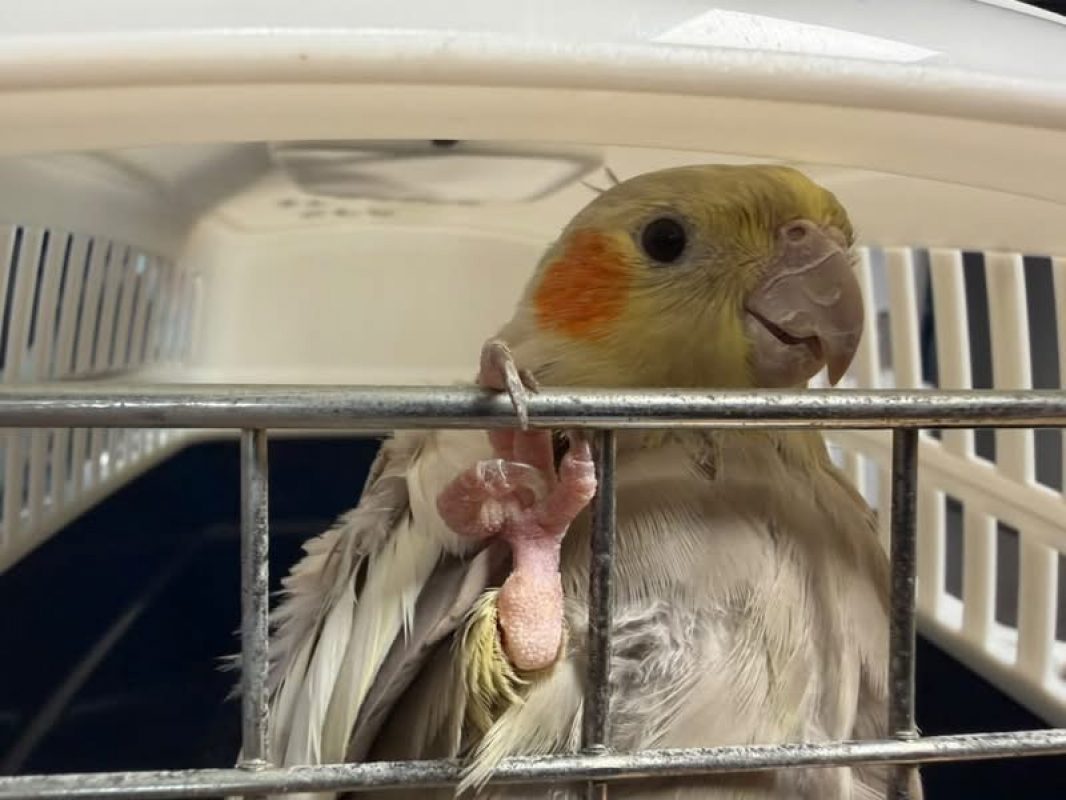 Titi - Oiseau à adopter