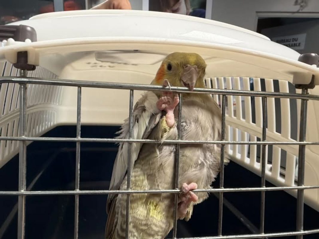 Titi - Oiseau à adopter - photo 2