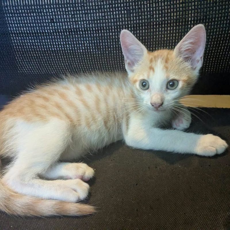 MINOUTAURE - Chat Européen à adopter - photo 3