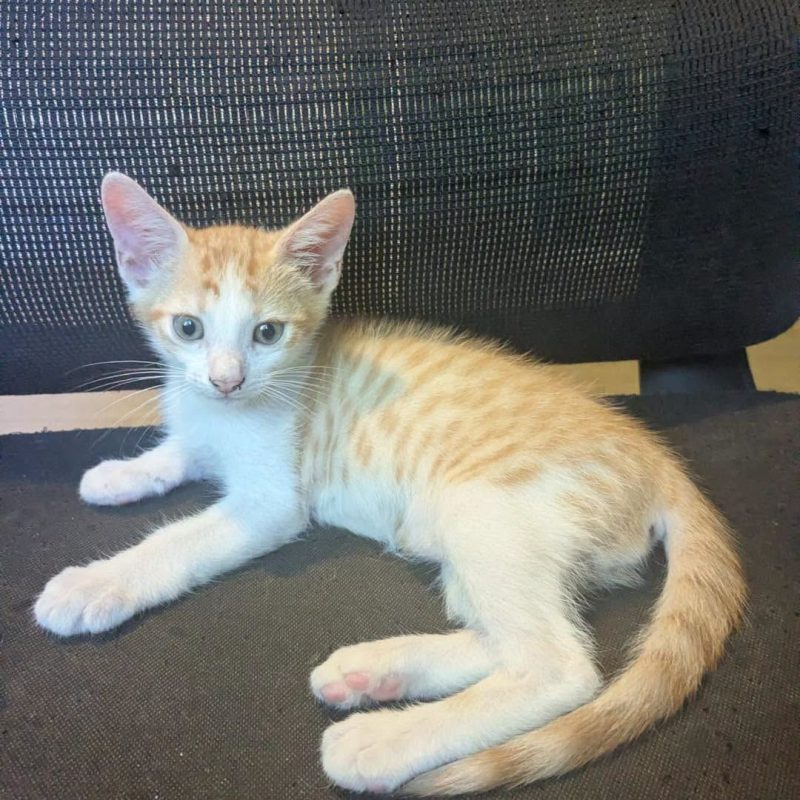 MINOUTAURE - Chat Européen à adopter - photo 5
