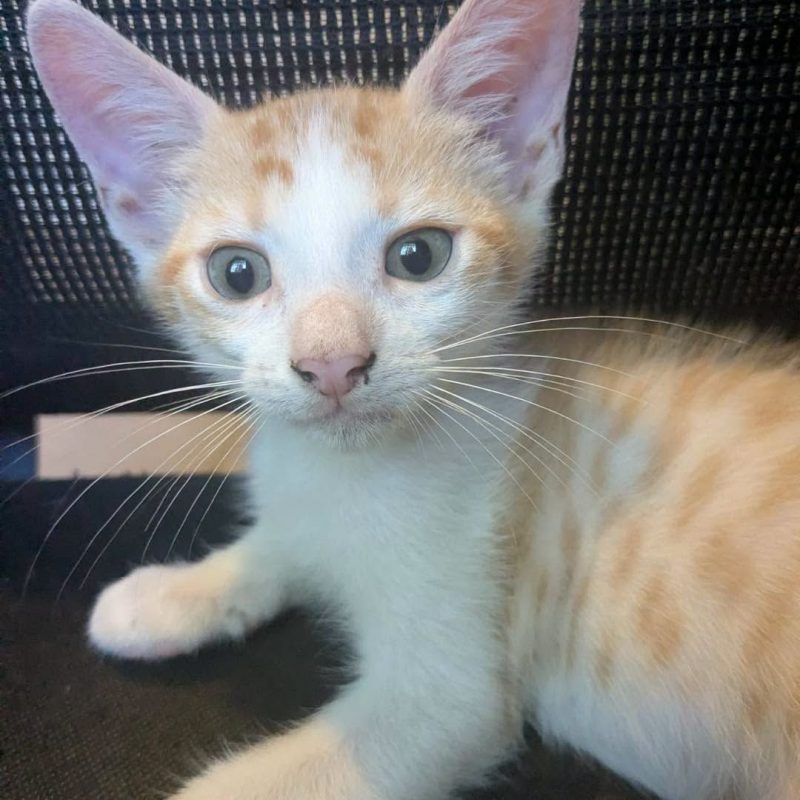 MINOUTAURE - Chat Européen à adopter - photo 2