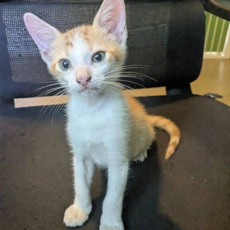 MINOUTAURE - Chat Européen à adopter - photo 7