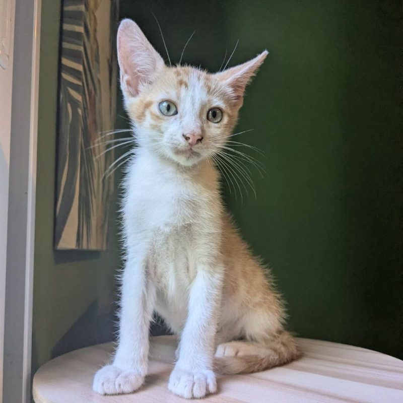 MINOUTAURE - Chat Européen à adopter - photo 6