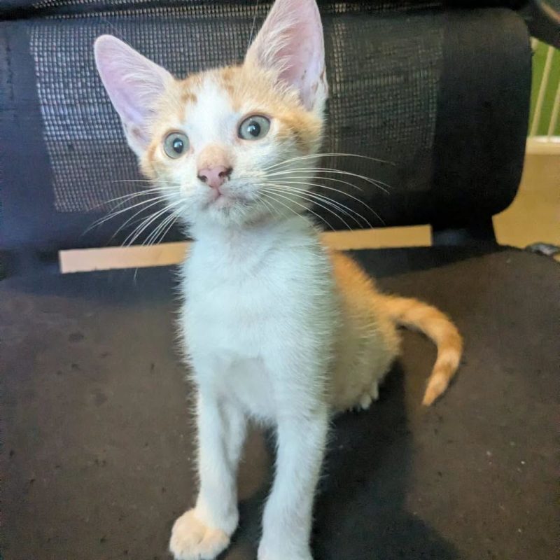 MINOUTAURE - Chat Européen à adopter - photo 4