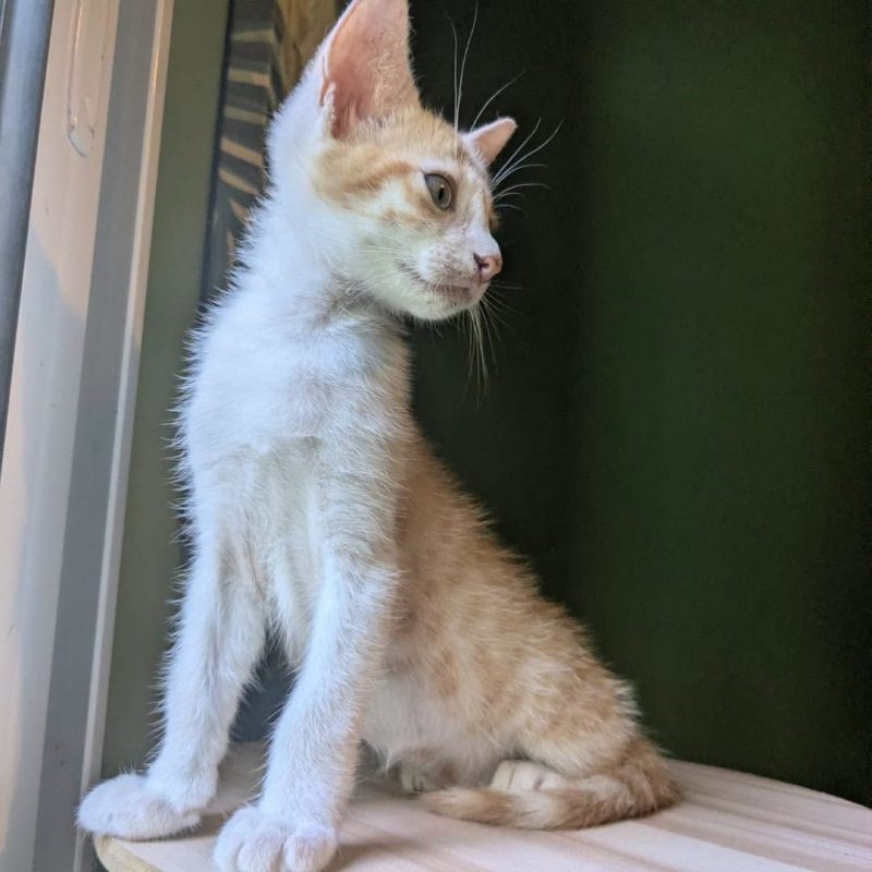 MINOUTAURE - Chat Européen à adopter - photo 8