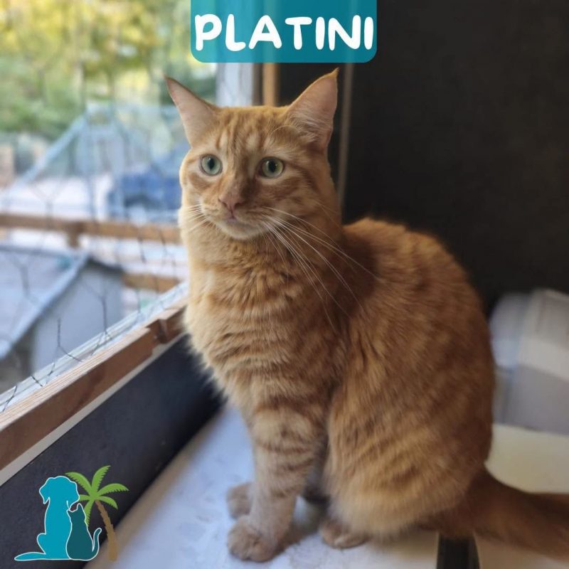 PLATINI - Chat à adopter