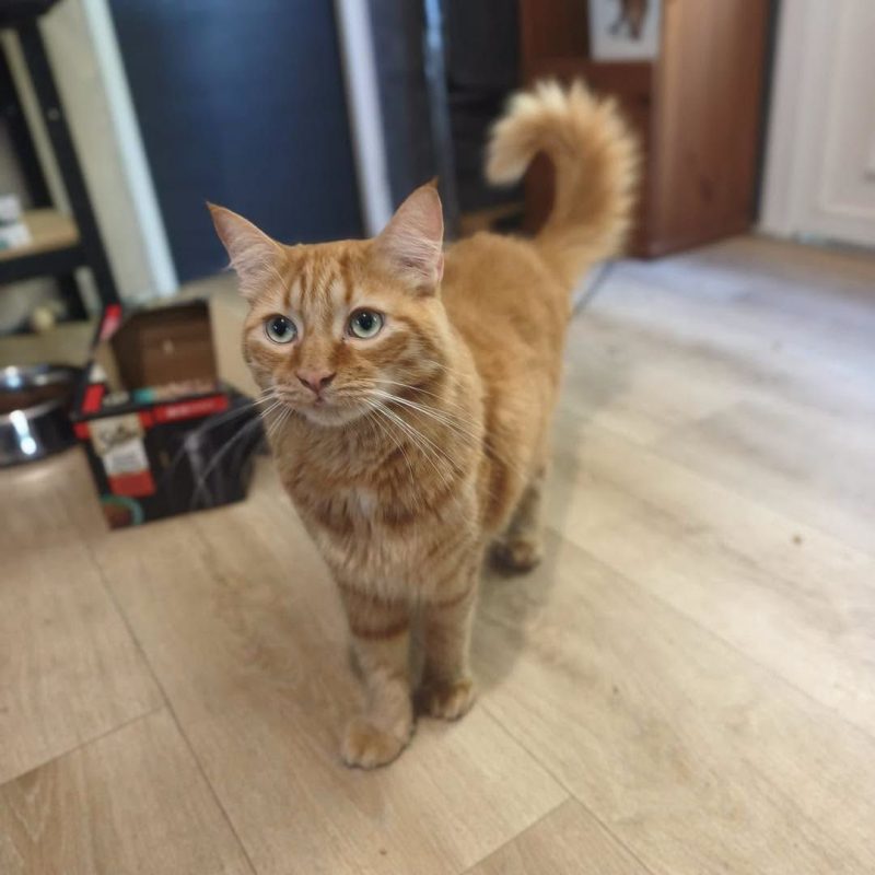 PLATINI - Chat à adopter - photo 3