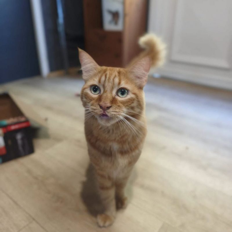 PLATINI - Chat à adopter - photo 2