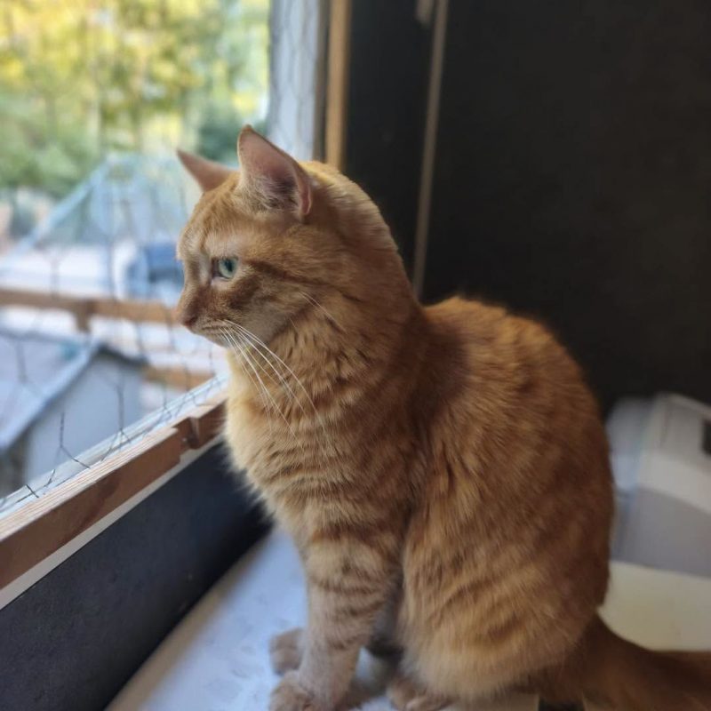 PLATINI - Chat à adopter - photo 4
