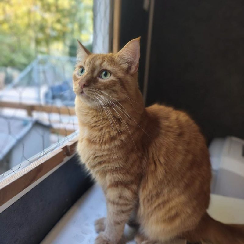 PLATINI - Chat à adopter - photo 5