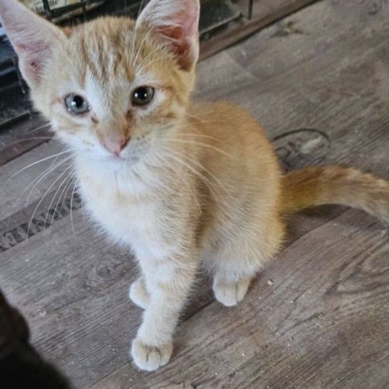 LULU - Chat Européen à adopter - photo 2