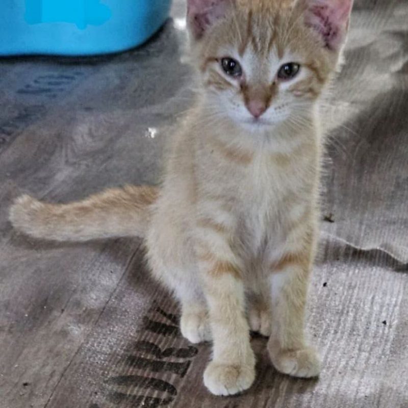 LULU - Chat Européen à adopter - photo 3