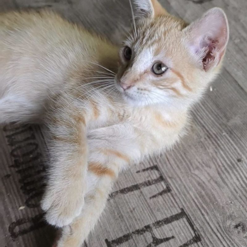 LULU - Chat Européen à adopter - photo 4