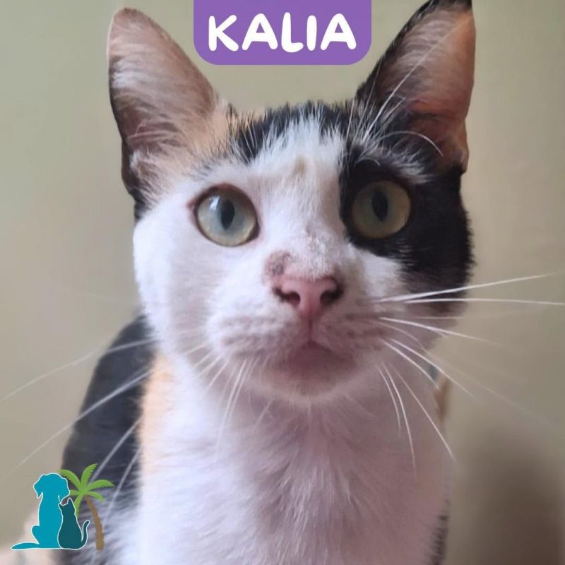 KALIA - Chat Européen à adopter