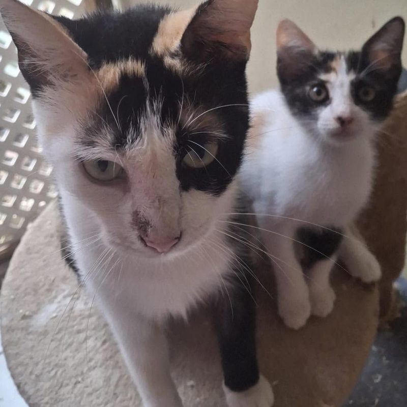 KALIA - Chat Européen à adopter - photo 2