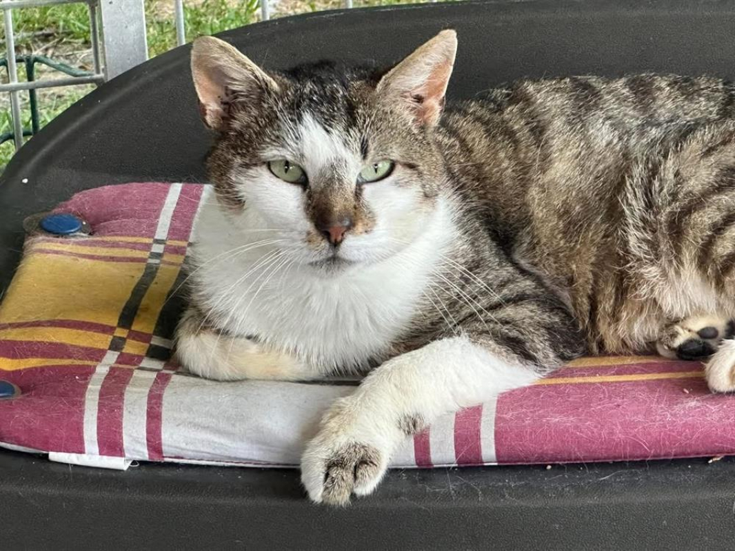 Photo #1 de Vicks fiv + en sos urgent
