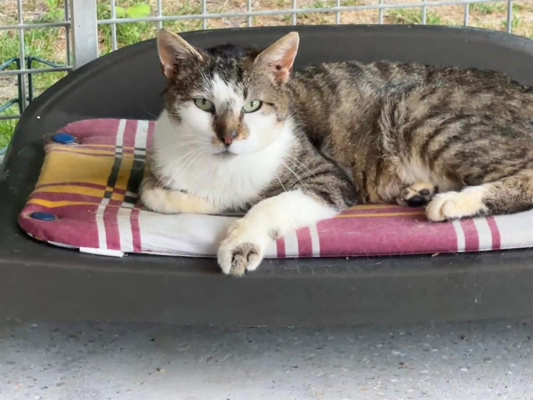Photo #2 de Vicks fiv + en sos urgent