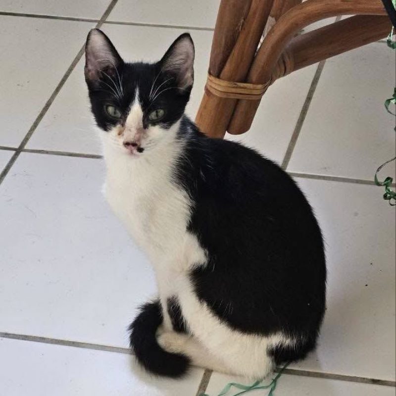 KYRA - Chat Européen à adopter - photo 2
