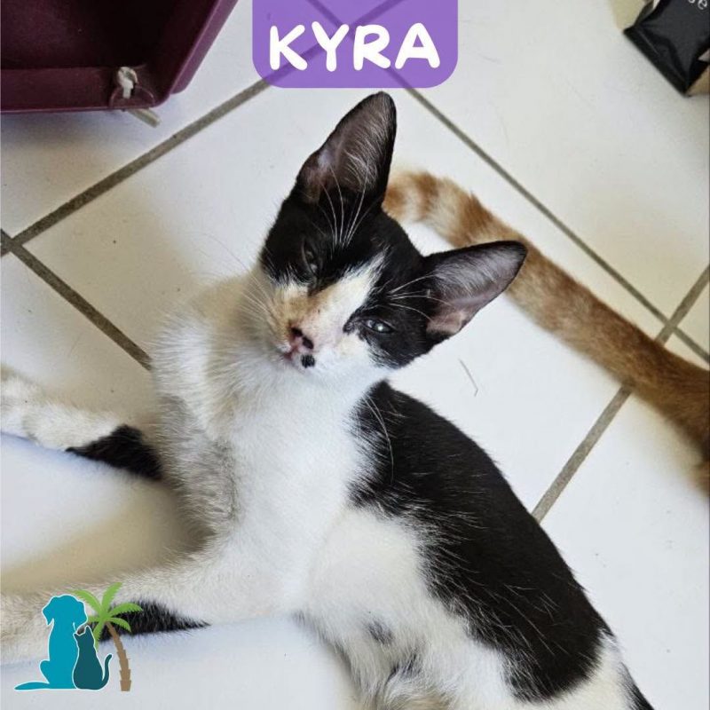 KYRA - Chat Européen à adopter