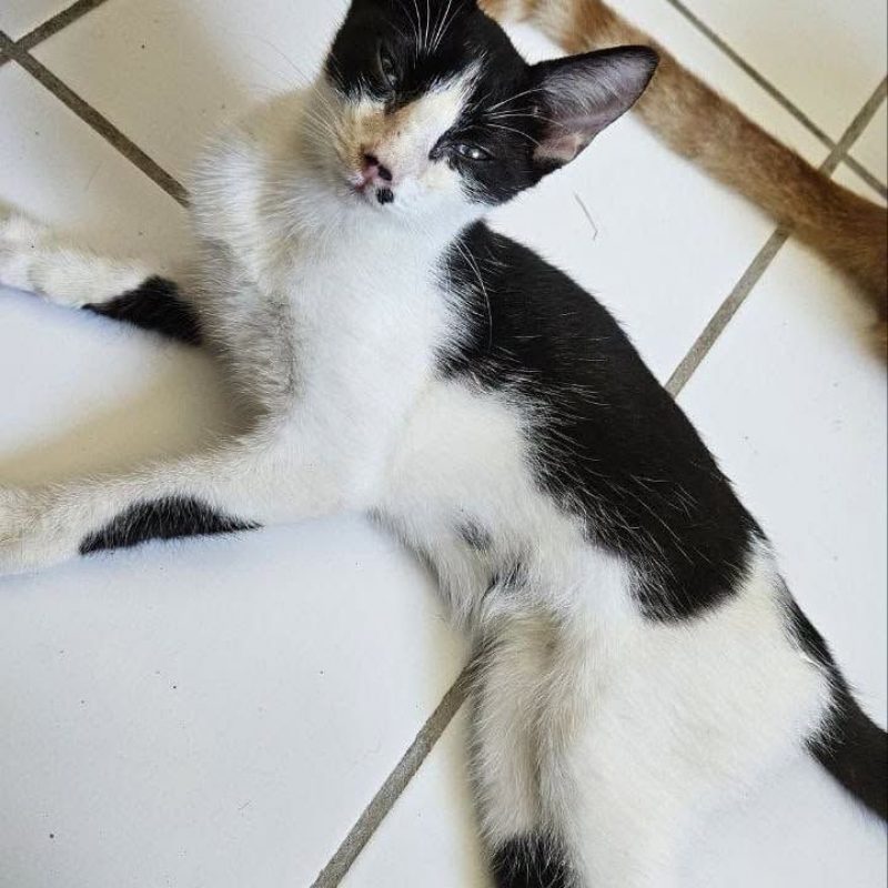 KYRA - Chat Européen à adopter - photo 4