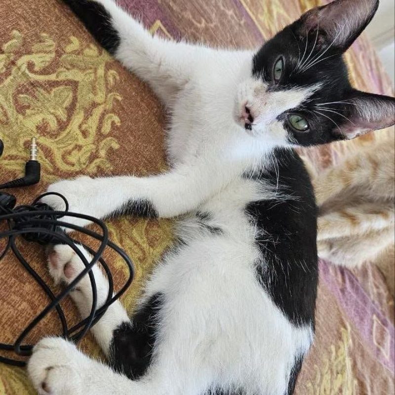 KYRA - Chat Européen à adopter - photo 3