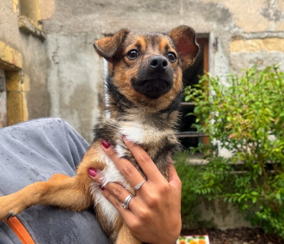 Arlo - Chien Chihuahua à adopter