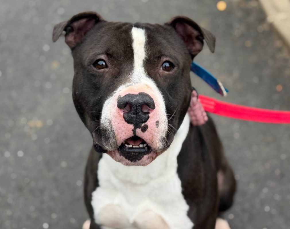 Kumal - Chien Bouledogue Américain à adopter