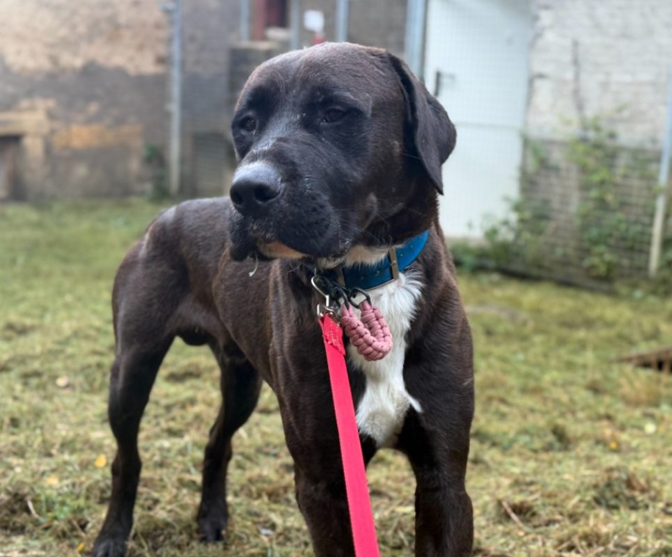 Coca - Chien à adopter