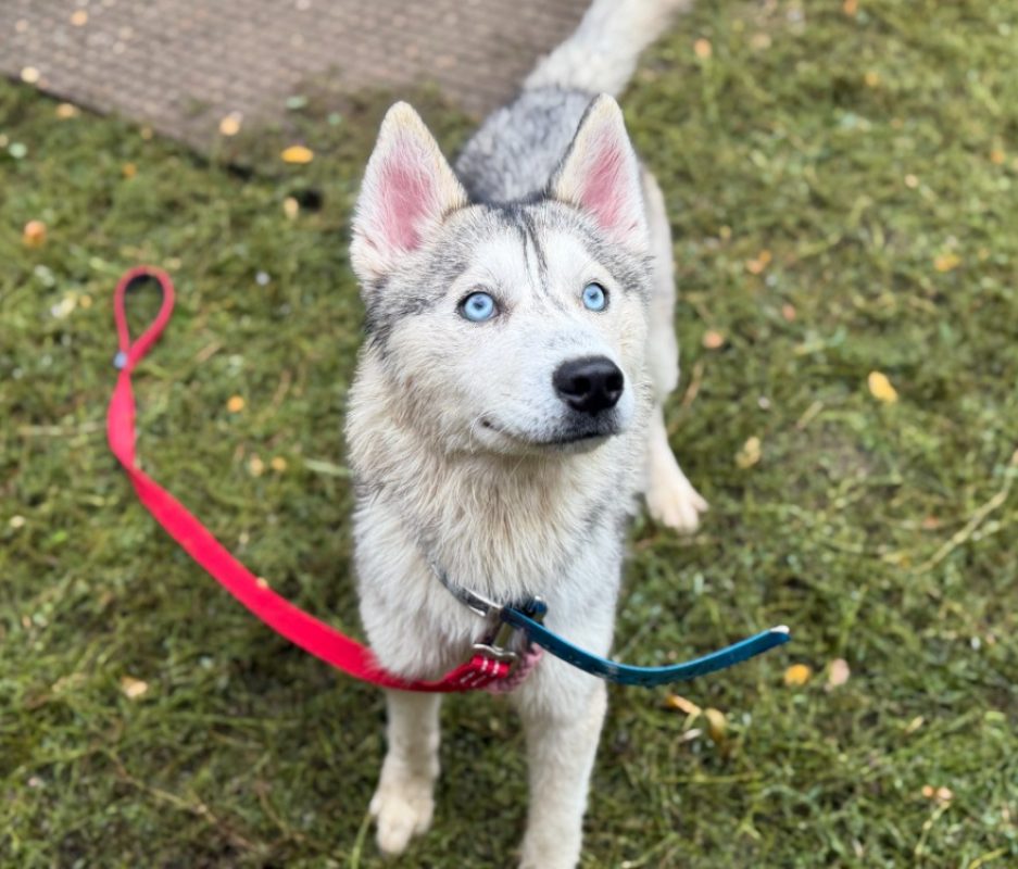 Jinai - Chien Husky Sibérien à adopter