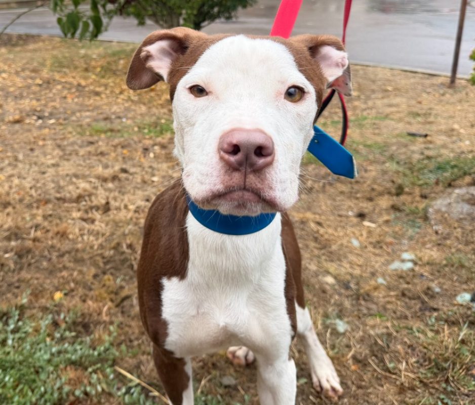 Lucius - Chien à adopter