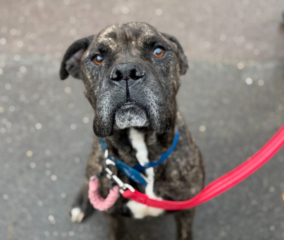 Tyson - Chien Cane Corso à adopter
