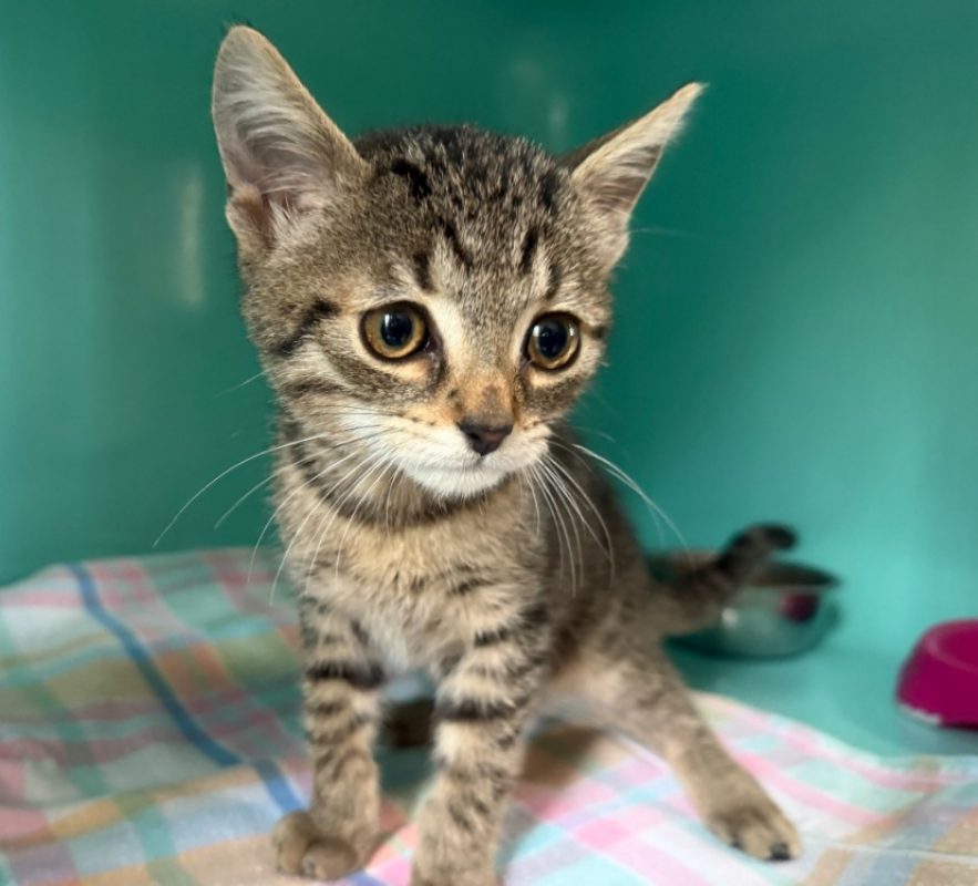 Cyte - Chat Européen à adopter