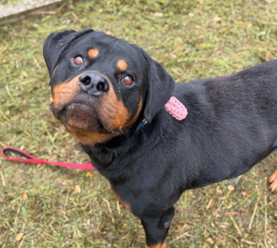 Herve - Chien Rottweiler à adopter