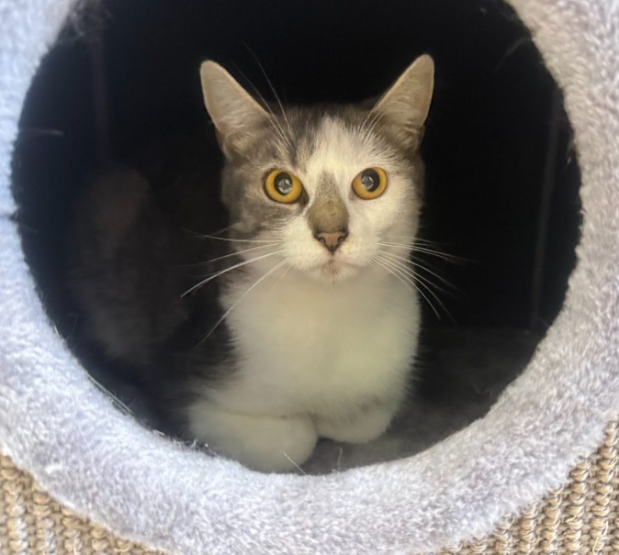 Nakamura - Chat Européen à adopter