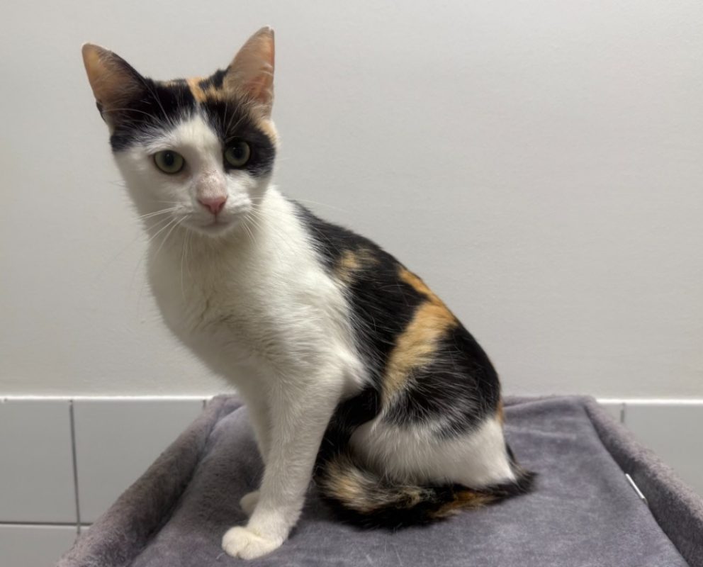 Chalinedion - Chat Européen à adopter