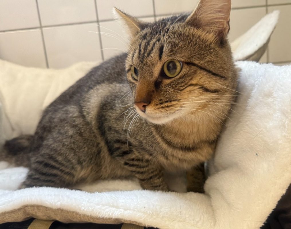 Berlioz - Chat Européen à adopter