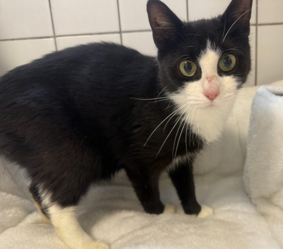Mitaine - Chat Européen à adopter