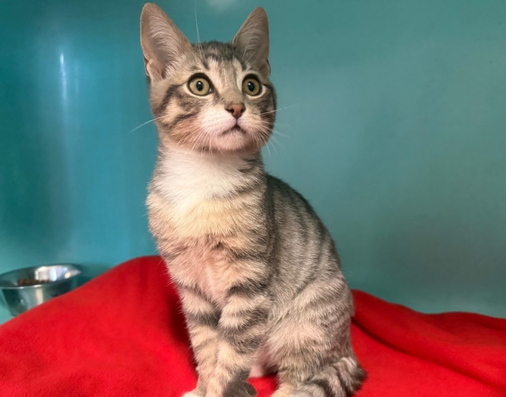 Mochi - Chat Européen à adopter
