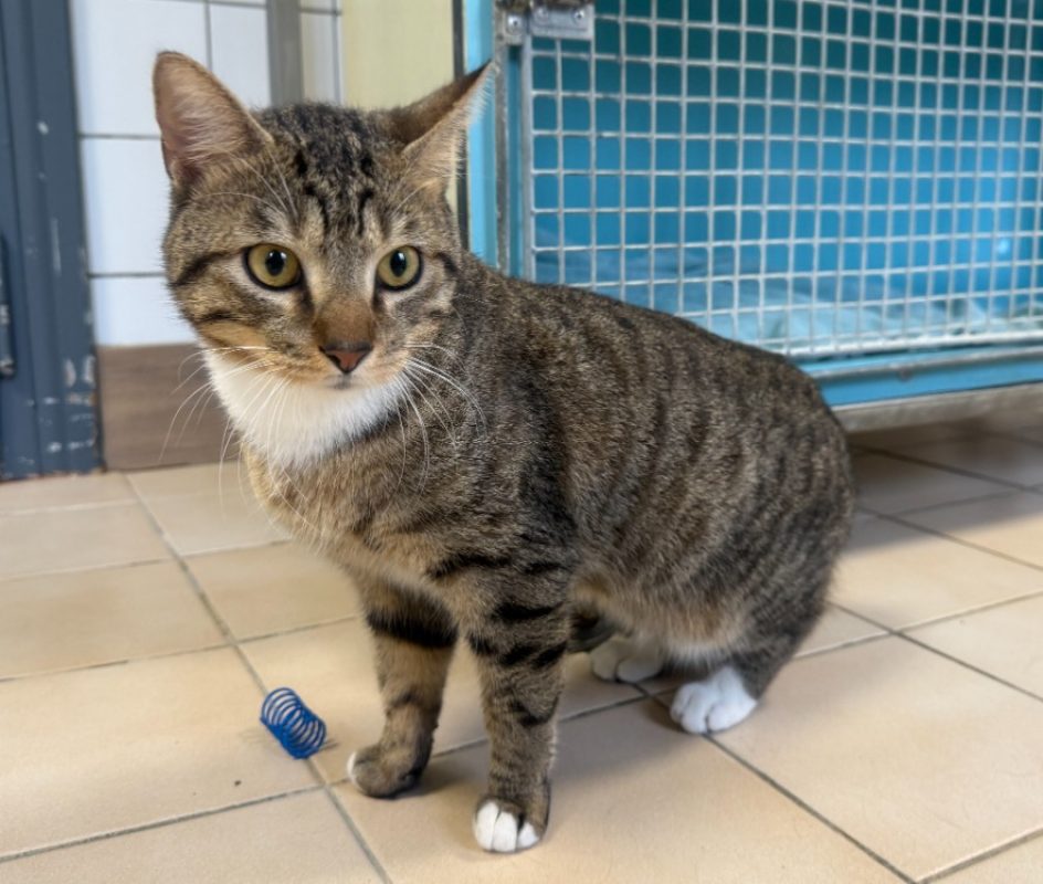 Niska - Chat Européen à adopter